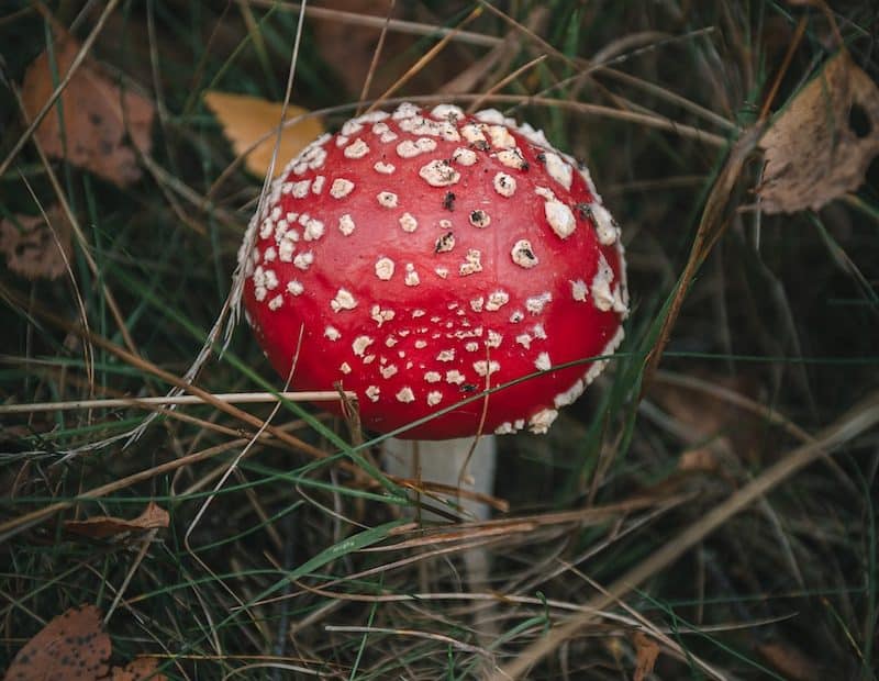 red and white mushroom on green grass